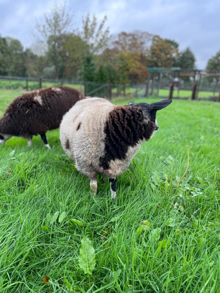 Dekram te huur wees er snel bij, Mannelijk, Schaap