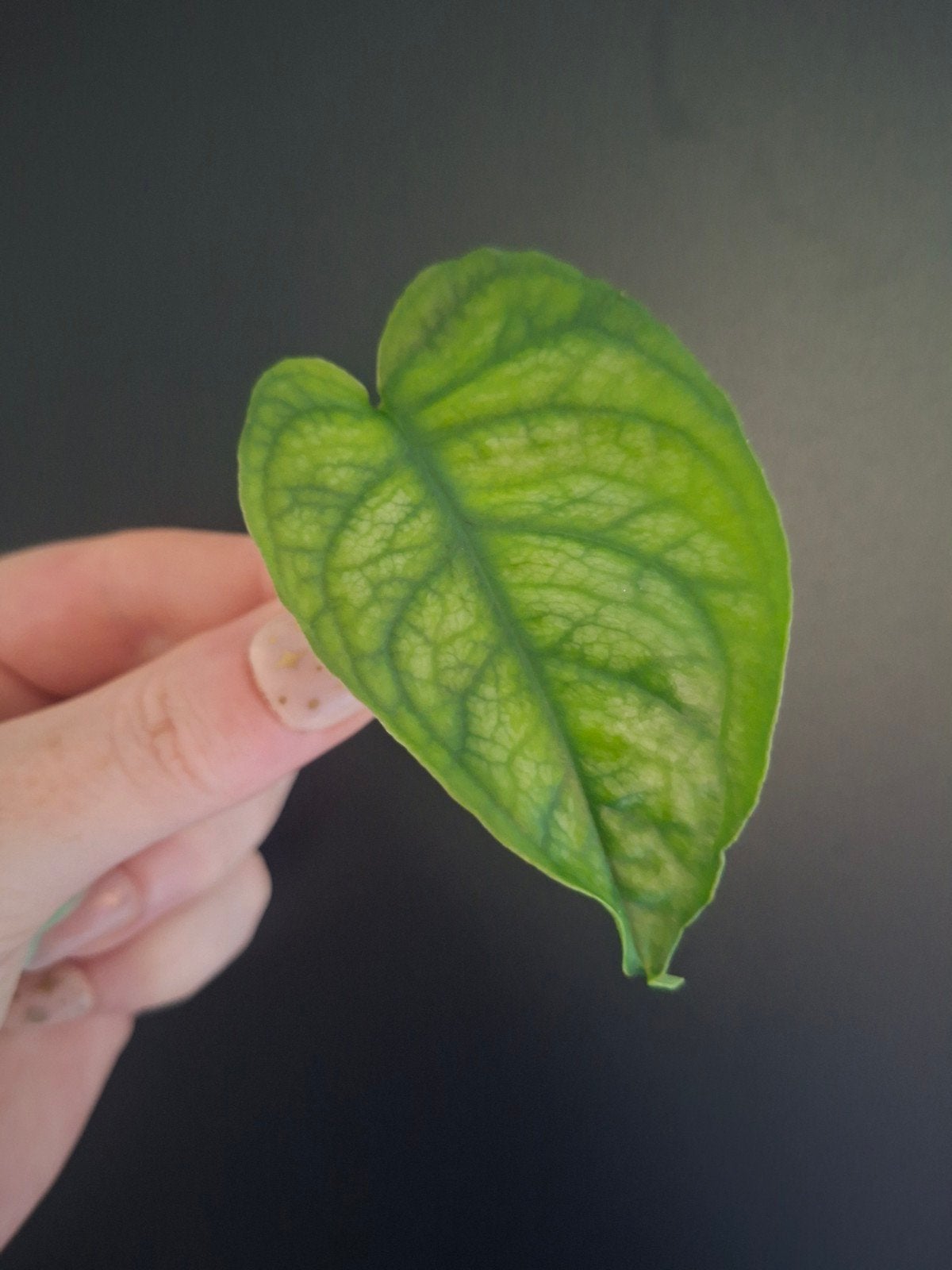 Monstera Siltepecana – gewortelde stek ️, Ophalen of Verzenden, Halfschaduw, Minder dan 100 cm