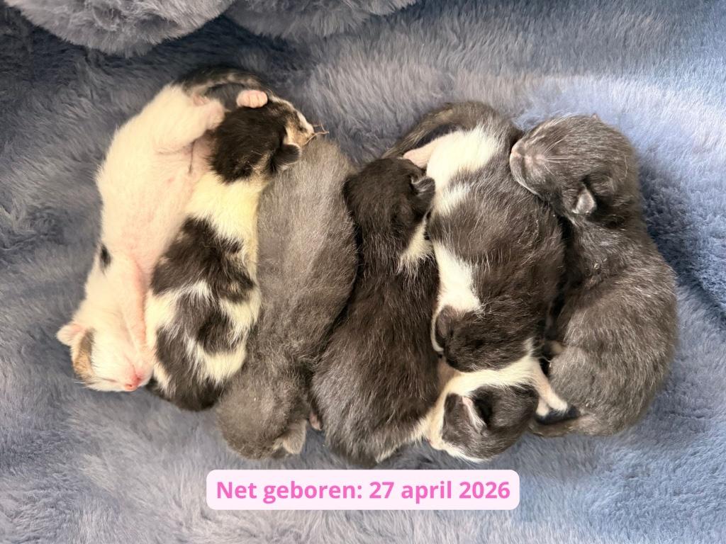 Mix Britse Korthaar / Maine Coon kittens, Meerdere dieren, Gechipt, 0 tot 2 jaar