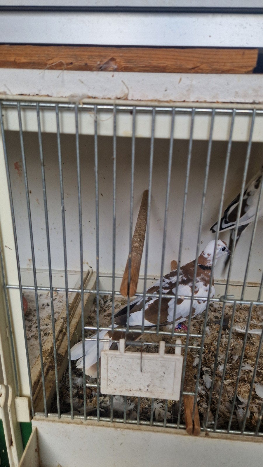 Lag duifjes een koppel tekoop, Meerdere dieren