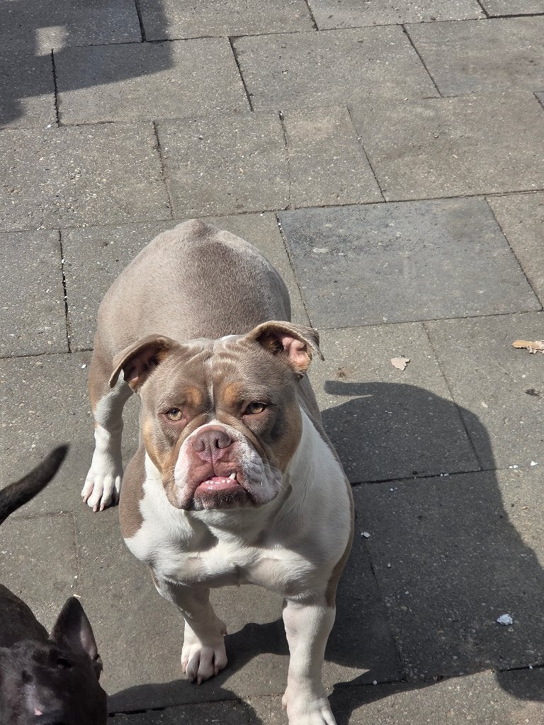 Bully pocket, Dieren en Toebehoren, Overige rassen, 1 tot 2 jaar, Teef, Parvo