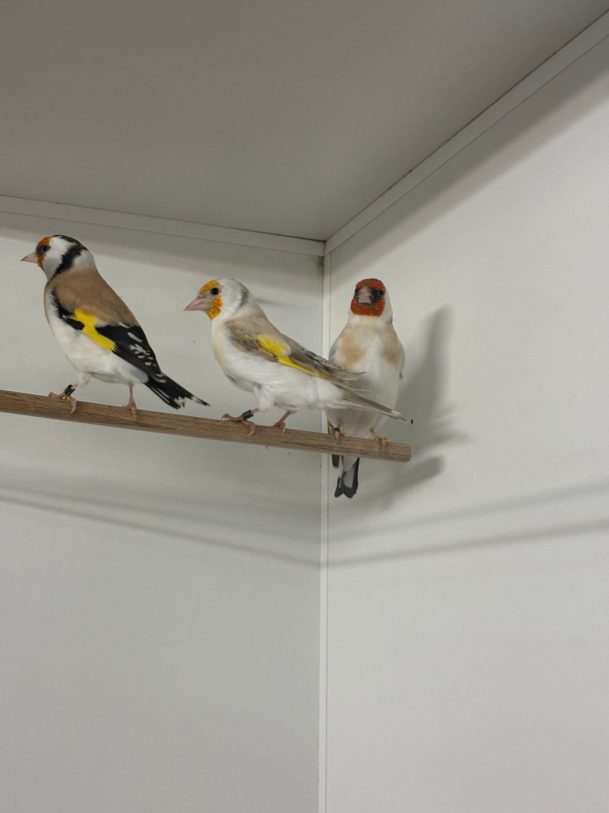 Majoor putters 2026, Dieren en Toebehoren, Meerdere dieren, Wildzangvogel, Geringd