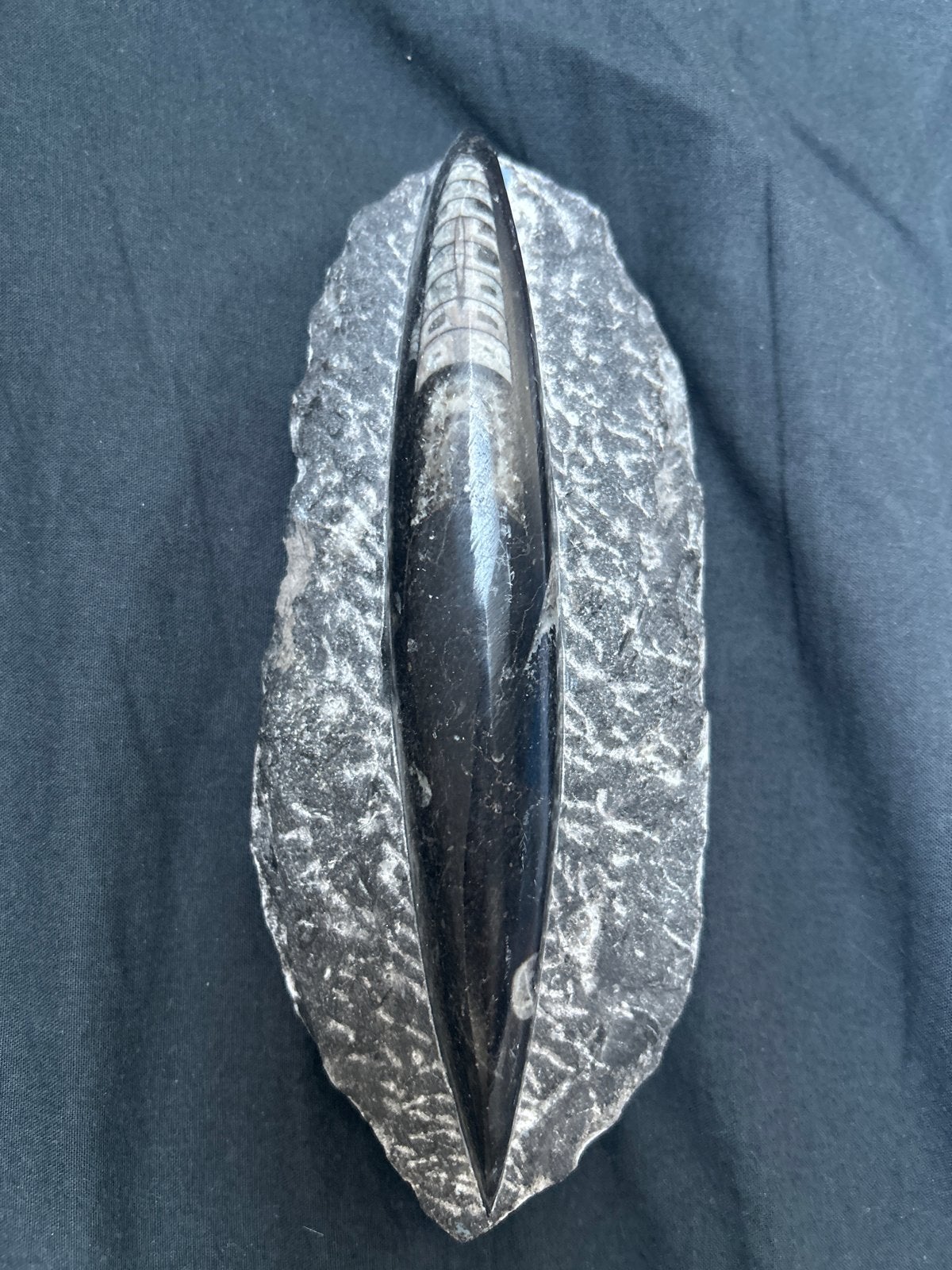 Orthoceras fossiel op gepolijste steen, Verzamelen, Mineralen en Fossielen, Ophalen, Fossiel