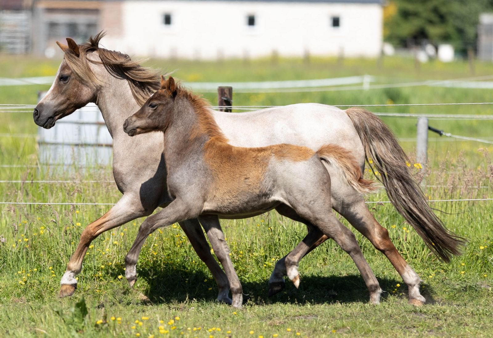 Super apart vos roan merrie veulen uit interessante lijnen, Dieren en Toebehoren, Pony's, Met stamboom, Niet van toepassing, 0 tot 2 jaar