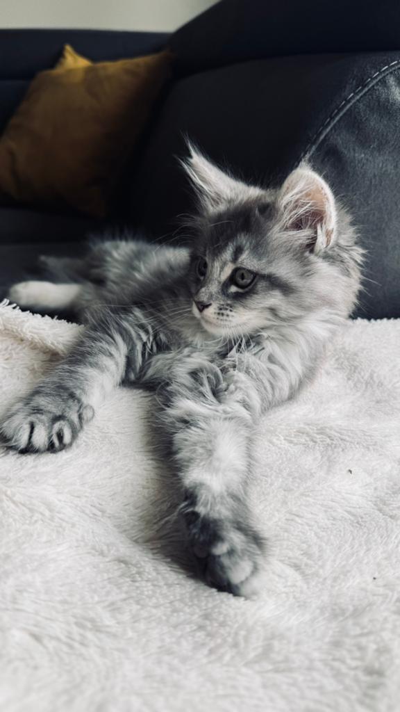 Maine Coon kittens, Poes