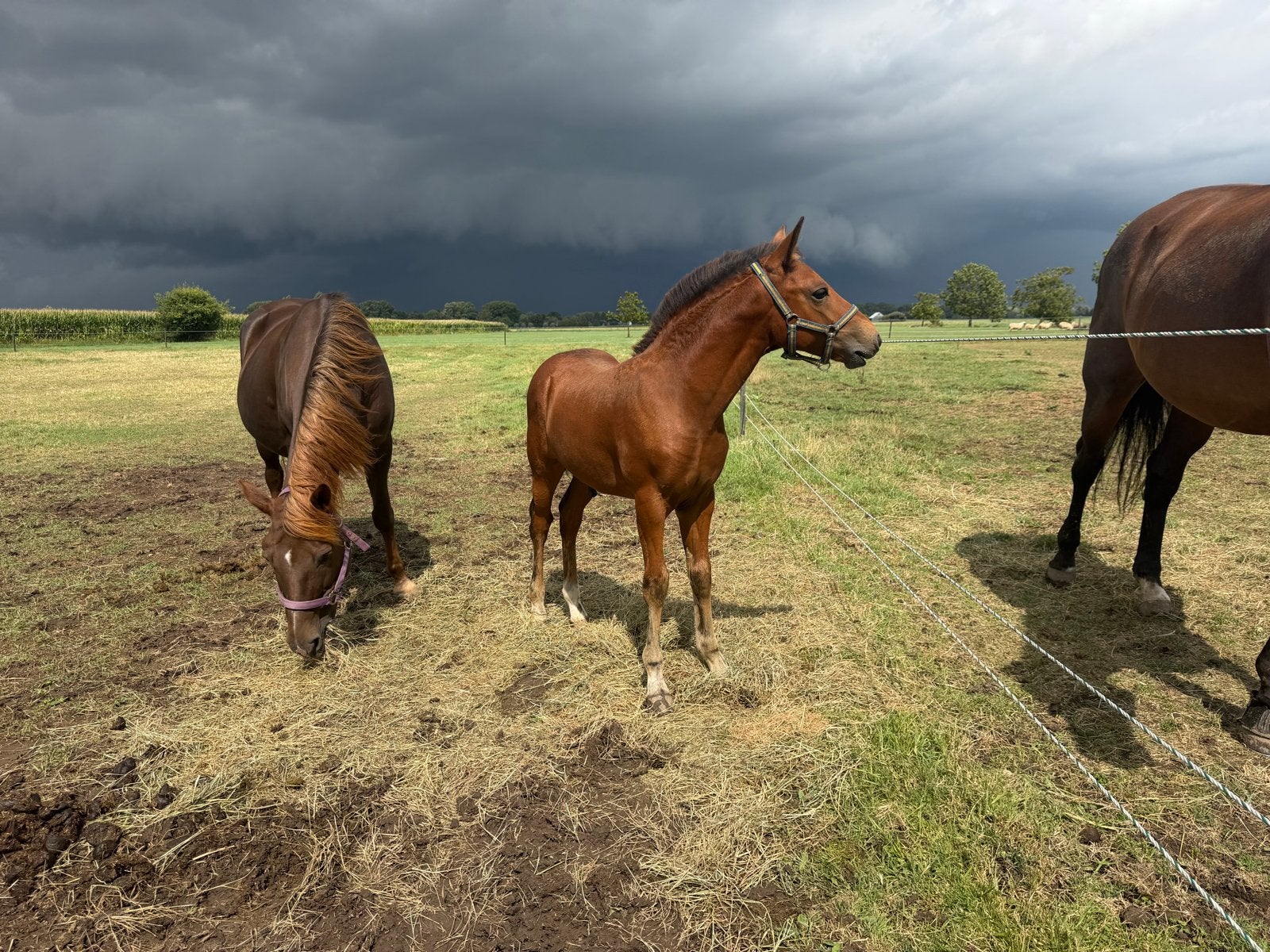 New forest veulen (D pony) van 7 mei, Dieren en Toebehoren, Springpaard, Minder dan 160 cm, Met stamboom, 0 tot 2 jaar