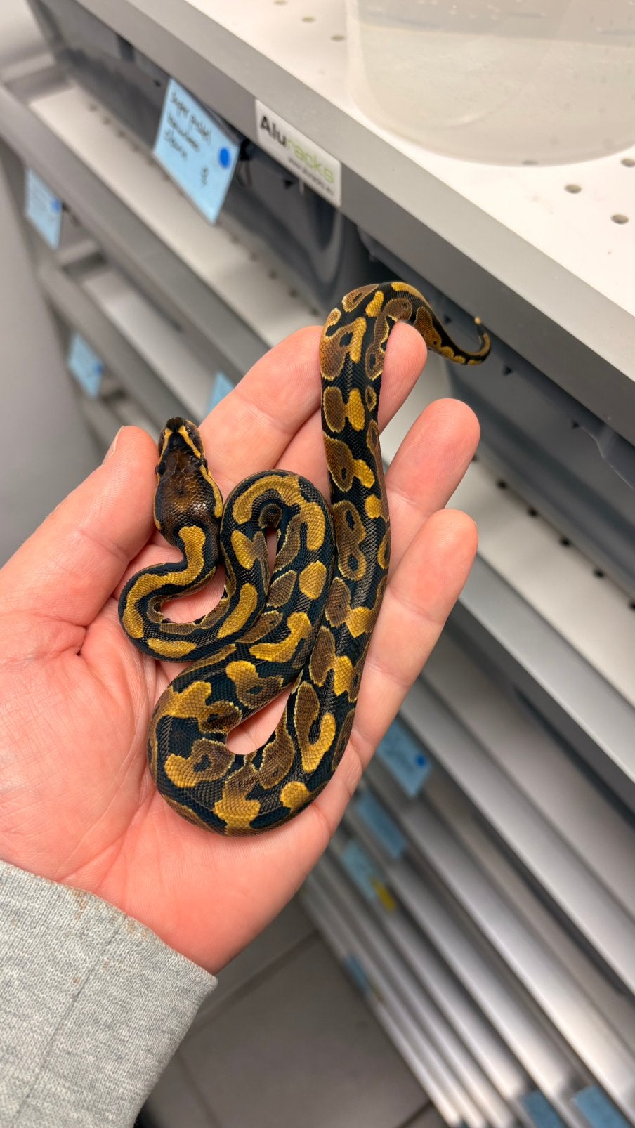 Ball python normal 100% het clown Ball Python photo 2