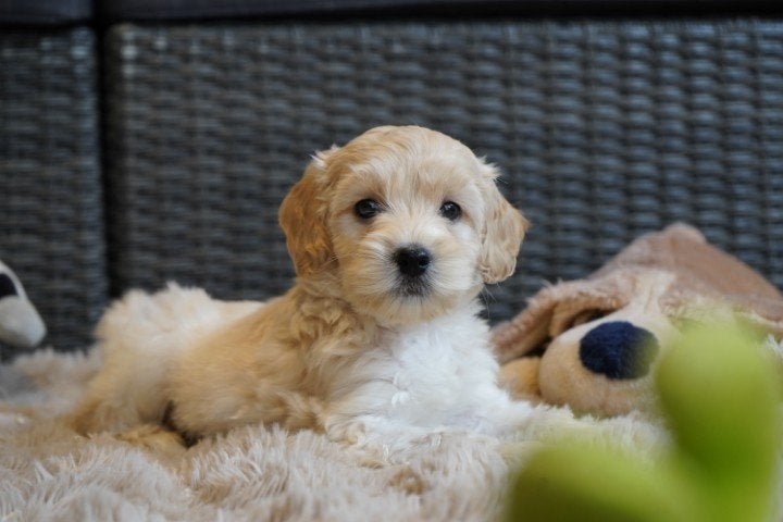 Leuke middelslag boomer pups., Dieren en Toebehoren, Nederland, Parvo, Overige rassen, 8 tot 15 weken
