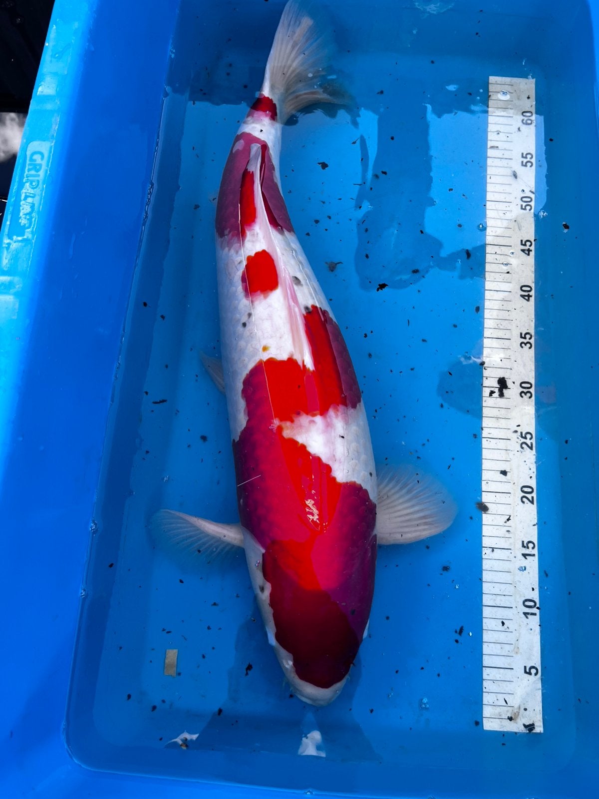 Hoshikin kohaku, Dieren en Toebehoren, Karper of Koi