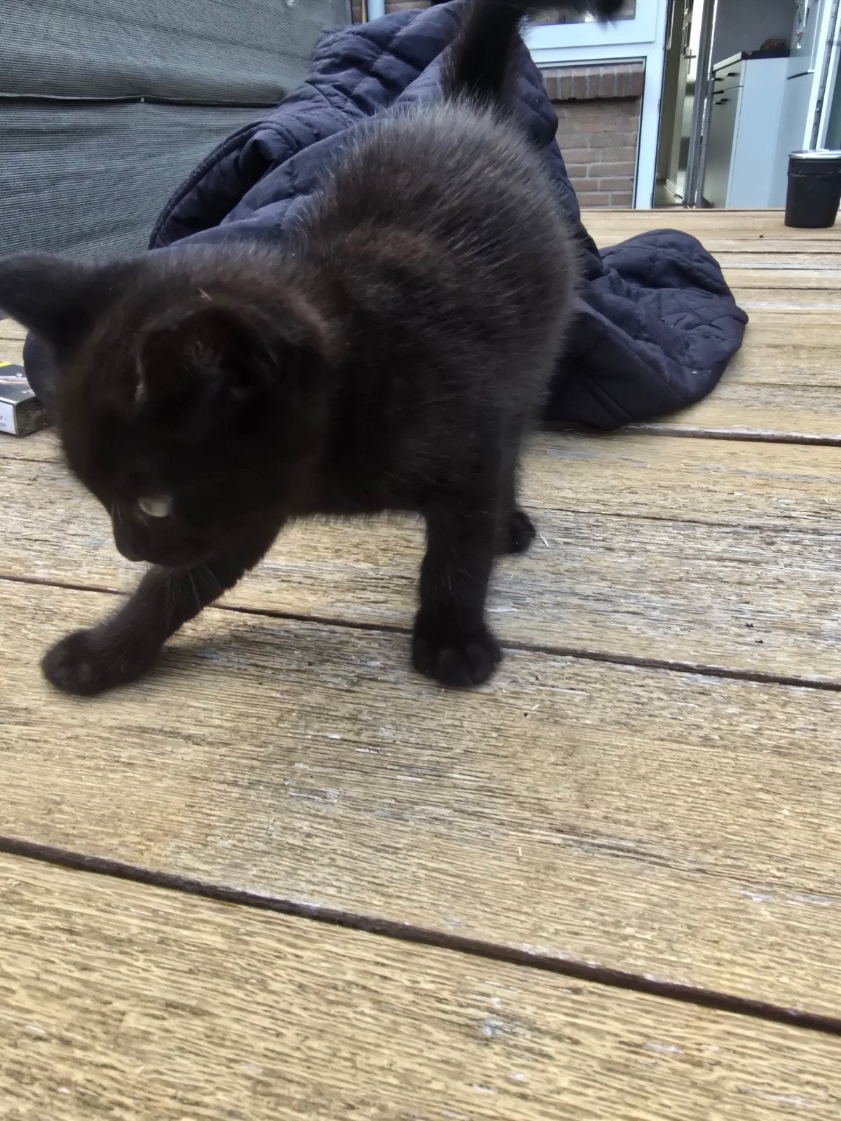 lief poesjes kitten mag weg, Dieren en Toebehoren, Poes