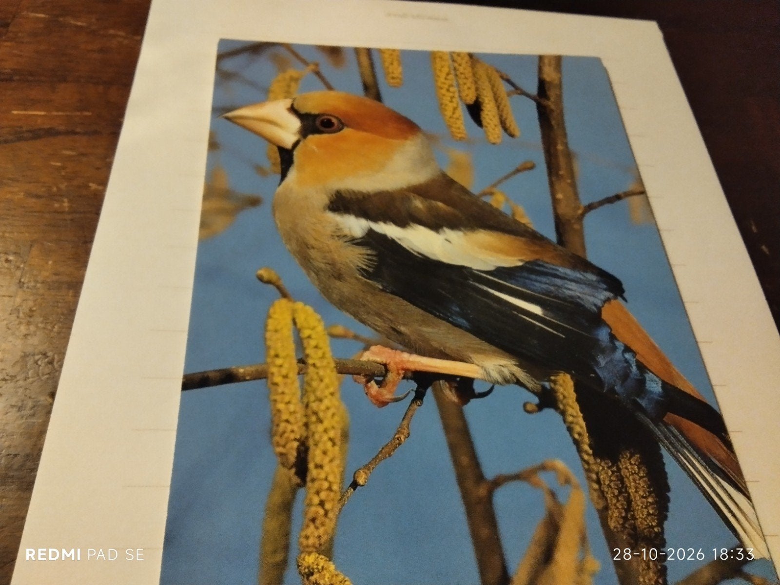 Zeldzame Appelvink Ansichtkaart - Ongelopen, Ophalen of Verzenden, 1980 tot heden, Ongelopen, Vogel