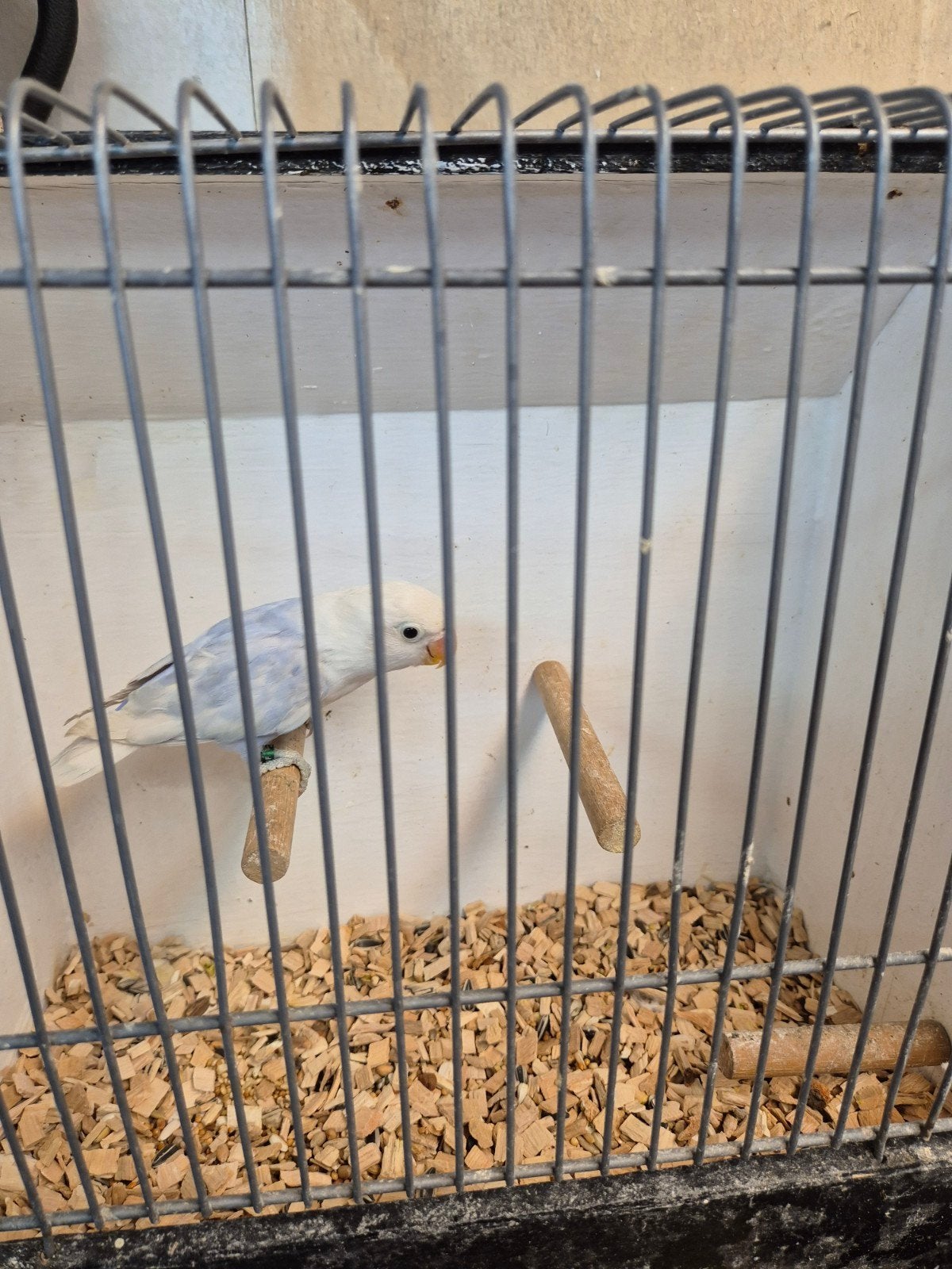 fischeri pastel opaline, Dieren en Toebehoren, Meerdere dieren