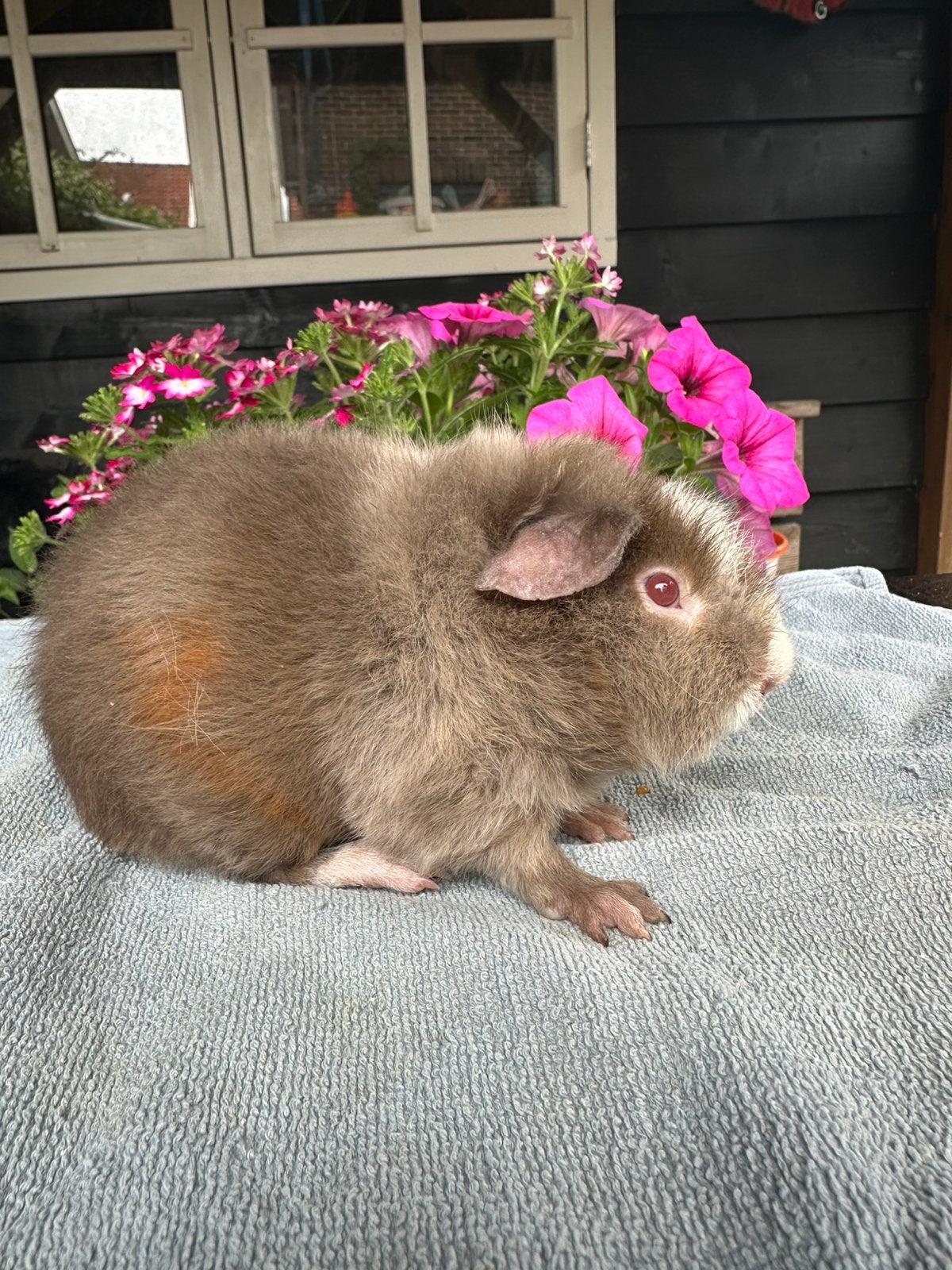 Laatste 2 jonge US teddy Cavia beertjes zoeken huisje!, Dieren en Toebehoren, Knaagdieren, Cavia, April, Mannelijk, Tam