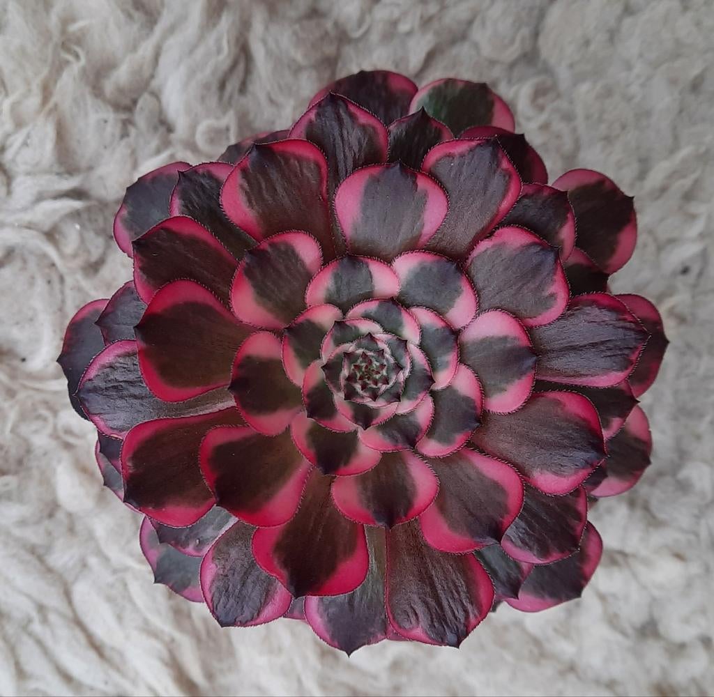 Aeonium Black KingKong, Huis en Inrichting, Kamerplanten, Vetplant, Minder dan 100 cm, Groene kamerplant, Volle zon, Ophalen of Verzenden