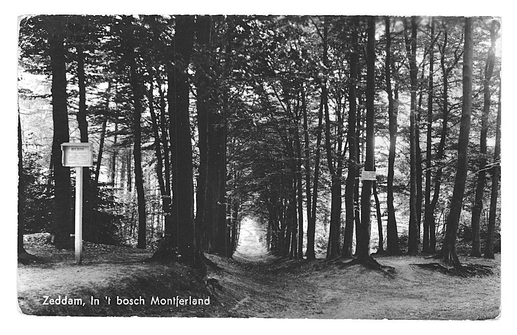 939648 Zeddam Bosch Montferland boom 1939 Gelopen met zegel, Ophalen of Verzenden, 1920 tot 1940, Gelderland