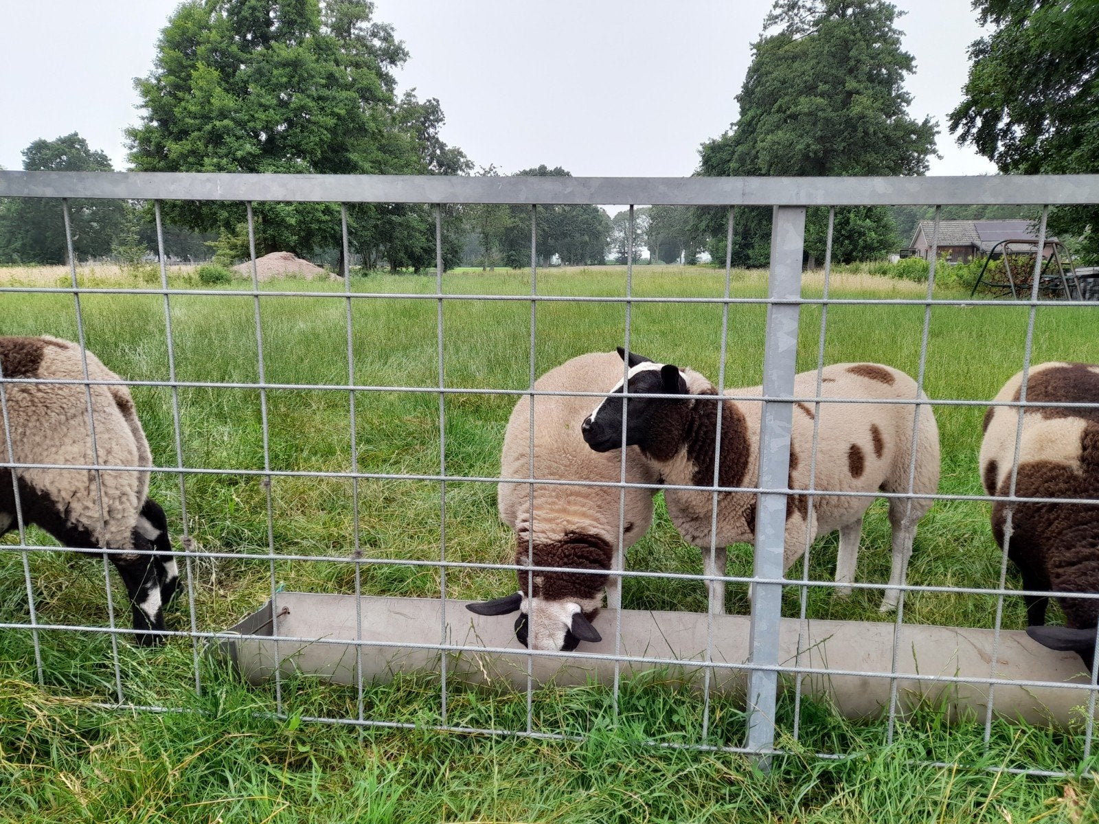 lammeren te koop, Ophalen, Vee