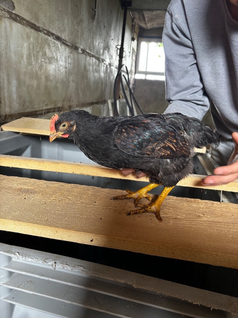 Barnevelder Hanen, Mannelijk, Kip