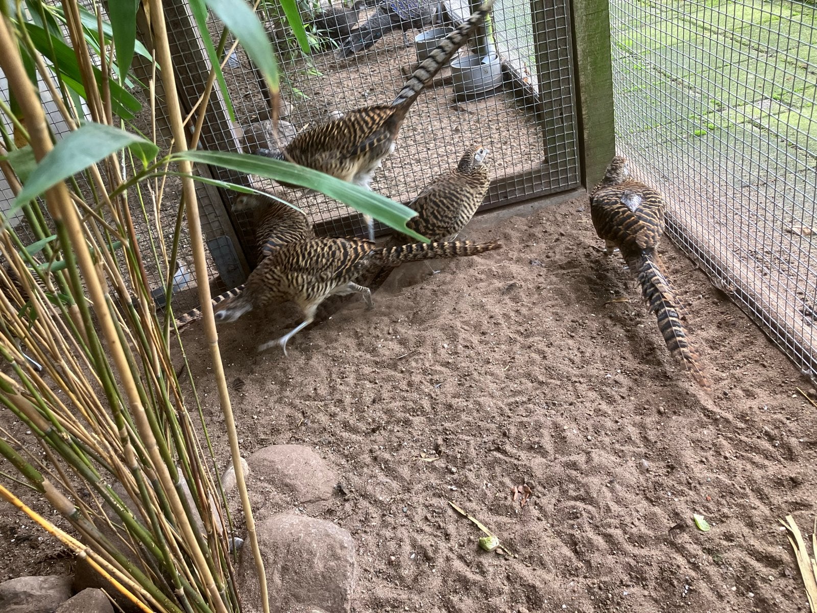 Fazanten, Meerdere dieren, Kip