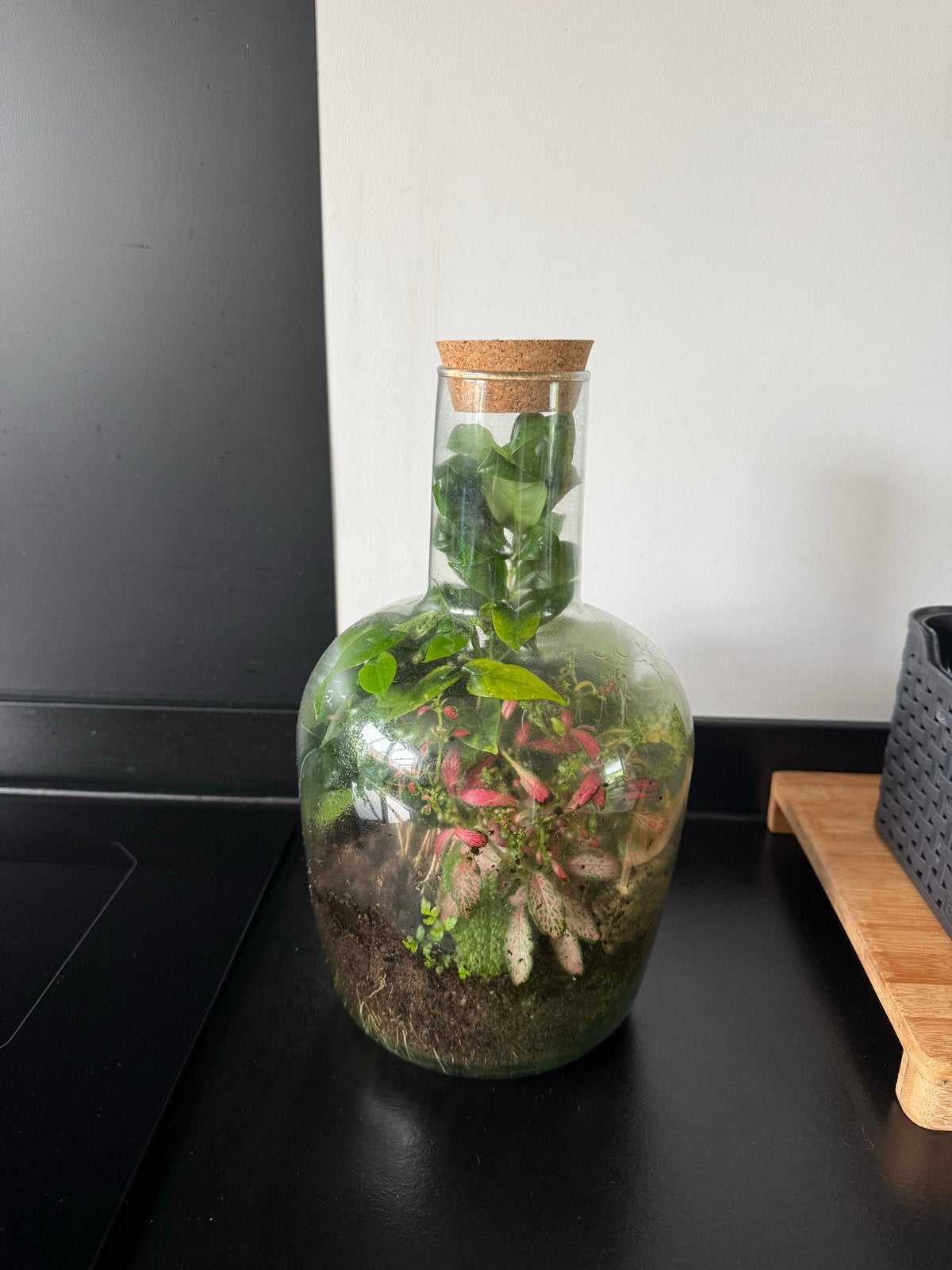 Glazen stolpfles met diverse planten - Terrarium, Overige soorten, In pot, Minder dan 100 cm, Groene kamerplant