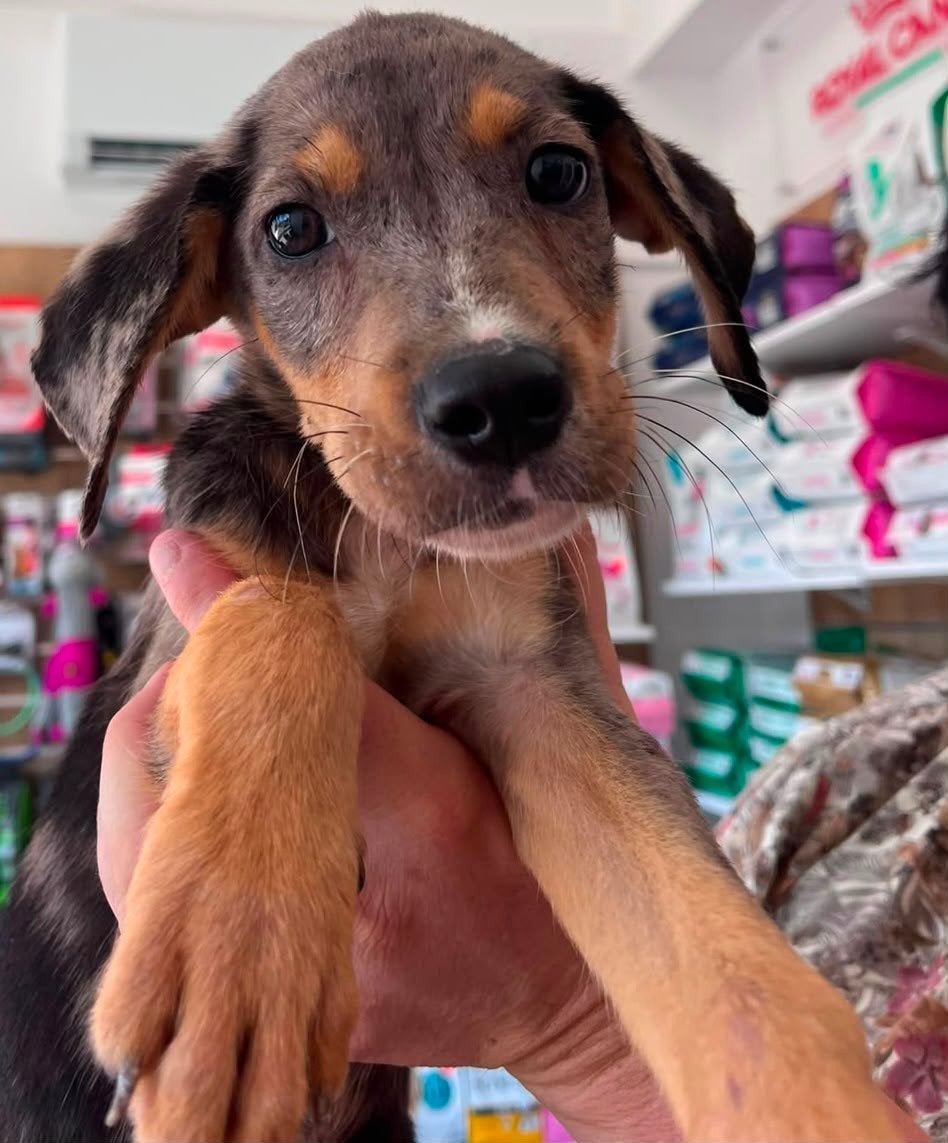 Prachtige Lincoln wacht op jou, 8 tot 15 weken, Buitenland, Parvo, Eén hond