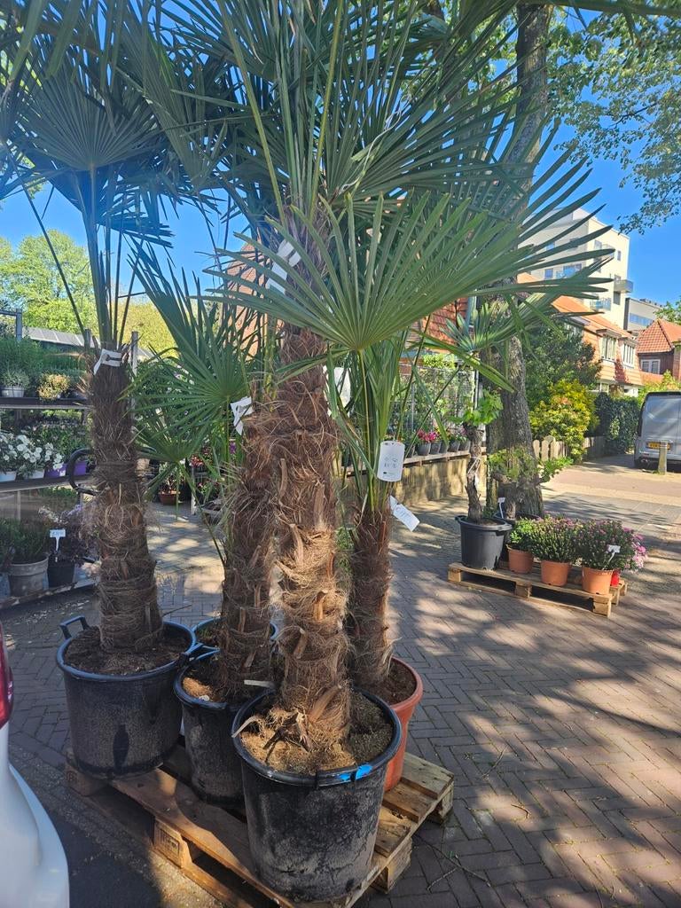 Winterharde palmbomen - Trachycarpus fortunei 5 maten, Tuin en Terras, Planten | Bomen, Volle zon, Ophalen of Verzenden, 100 tot 250 cm