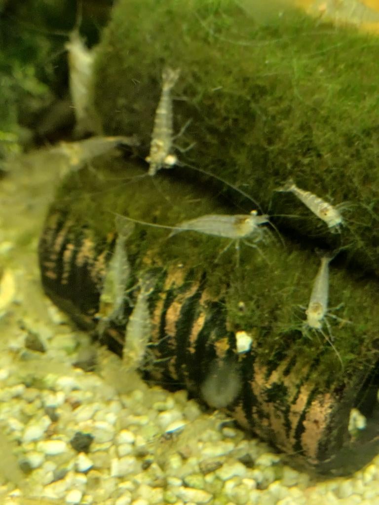Mini Japonica garnalen enkel per 10 stuks verkocht!, Dieren en Toebehoren, Vissen | Aquariumvissen, Kreeft, Krab of Garnaal