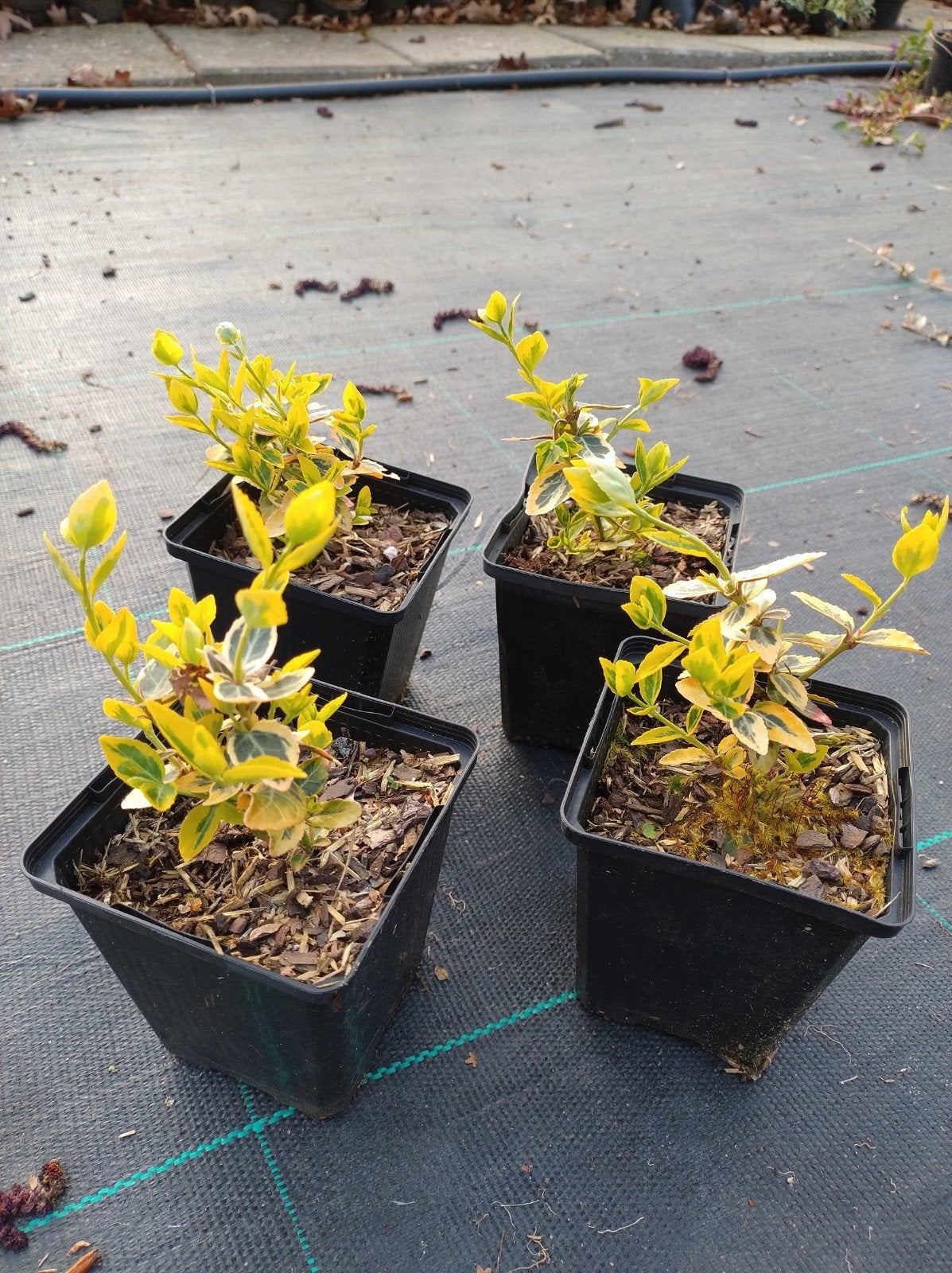 Euonymus emerald n Gold. Sterke bodembedekker of haagplant., Bodembedekkers, Vaste plant, Ophalen of Verzenden, Bloeit niet