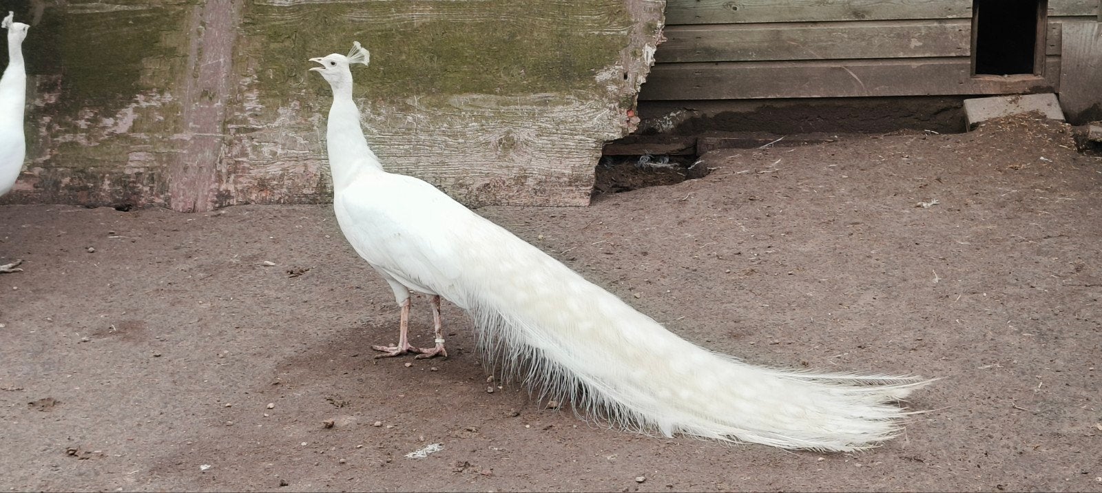 mooie pauwen, Meerdere dieren, Overige soorten