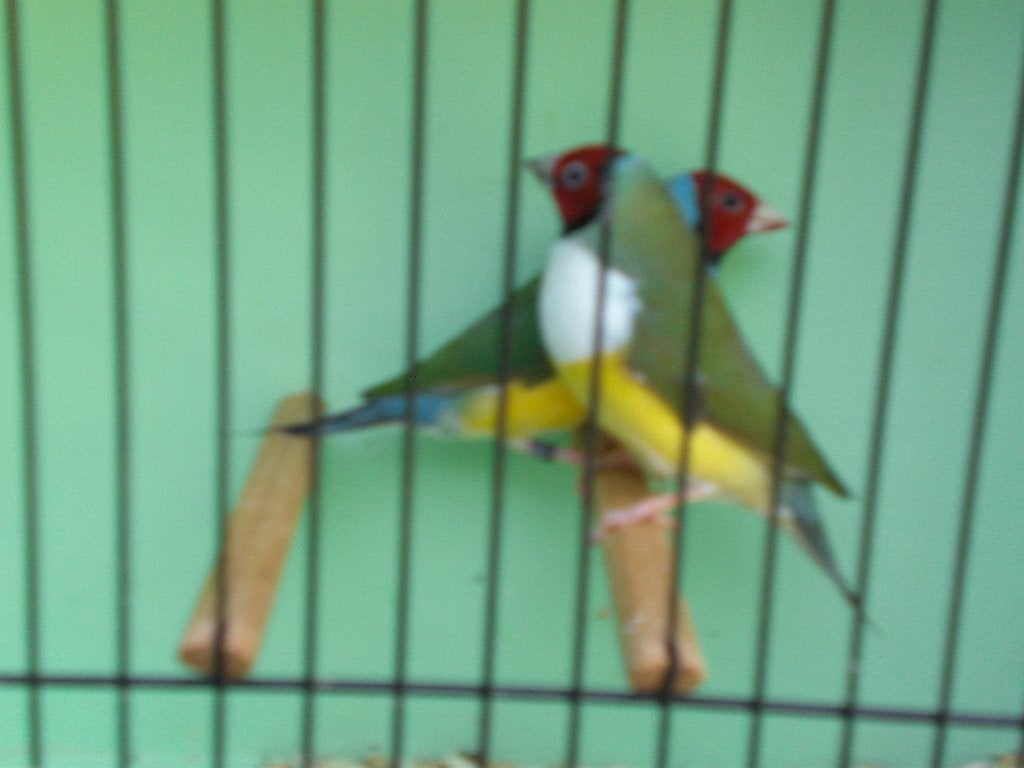 witborst couldamadines, Dieren en Toebehoren, Meerdere dieren, Tropenvogel, Geringd