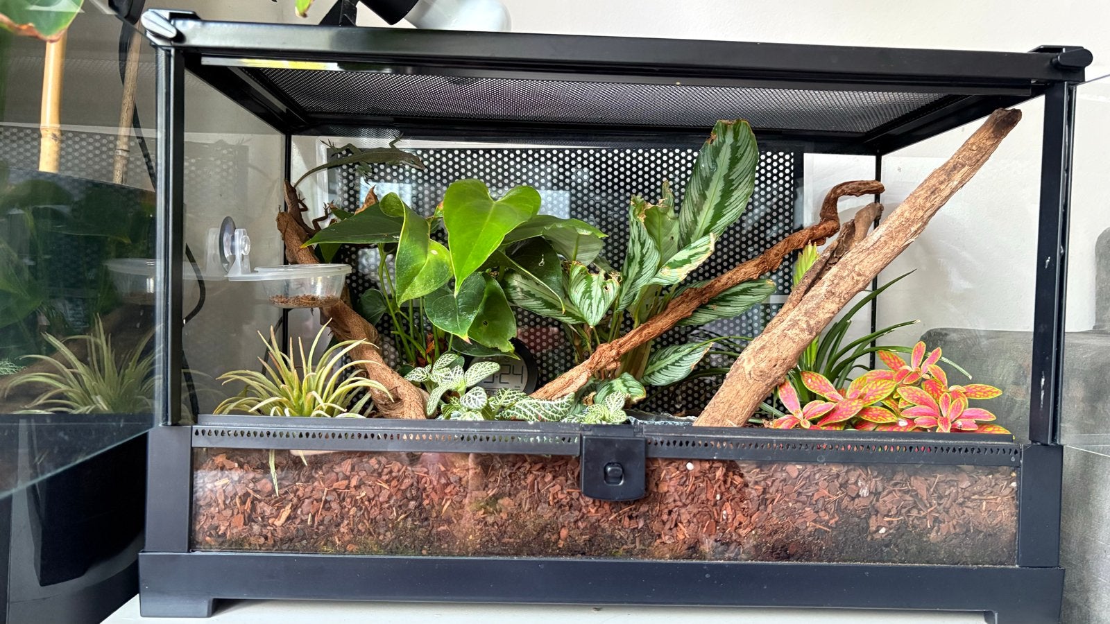 2x Groene anolis (hagedis) met terrarium, Dieren en Toebehoren, Hagedis, Met terrarium, 0 tot 2 jaar