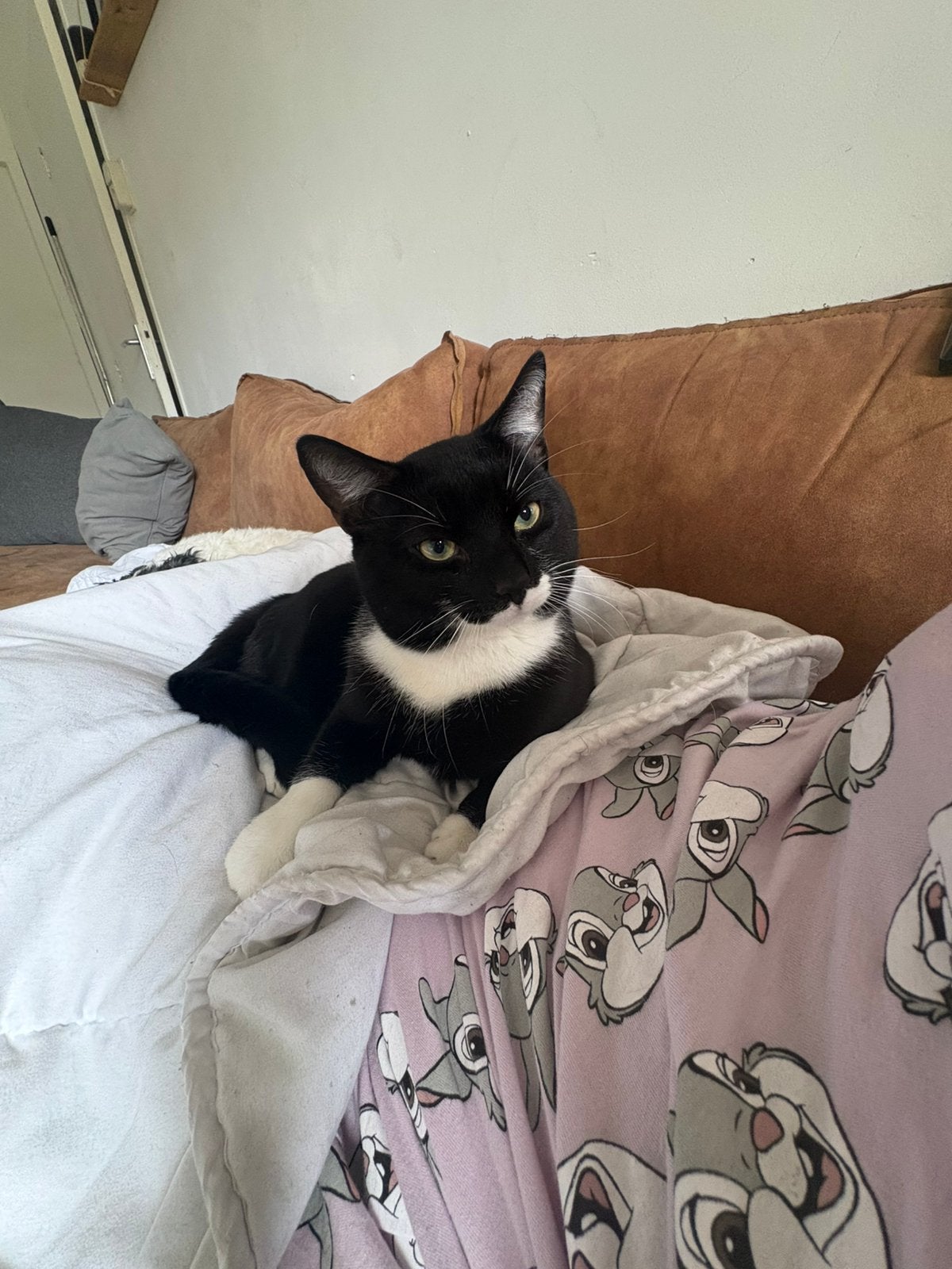 Kater 1 jaar oud, Dieren en Toebehoren, Katten en Kittens | Overige Katten, Kater, Kortharig, 0 tot 2 jaar