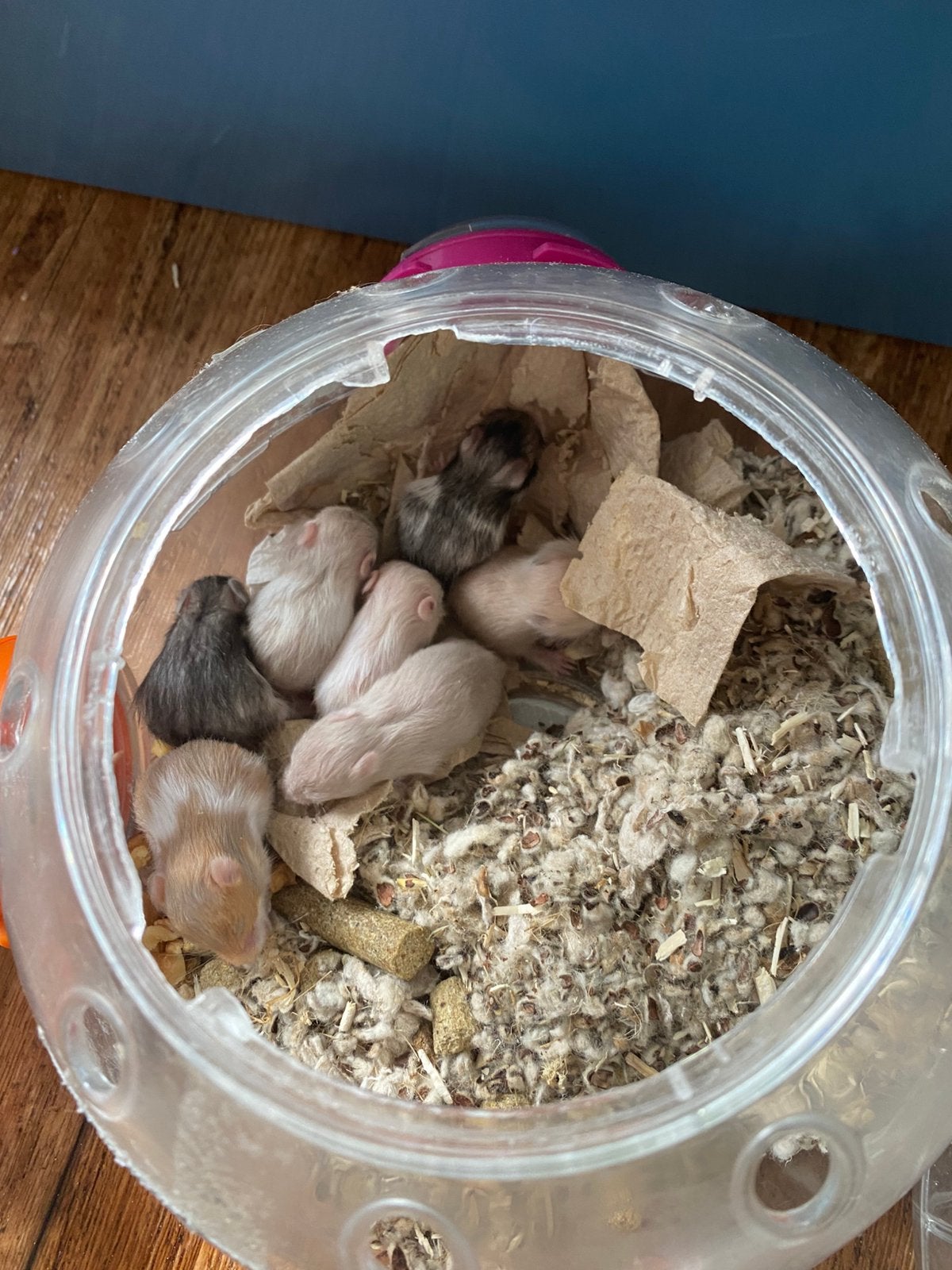 Jonge goudhamsterbaby’s Syrische hamster, Dieren en Toebehoren, Hamster, Augustus, Meerdere dieren, Tam