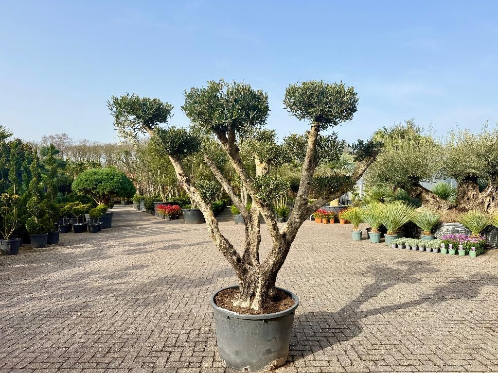 Olijfboom pon pon groot - Olea europaea te koop!!!, Tuin en Terras, Planten | Bomen, Ophalen of Verzenden, 100 tot 250 cm, Olijfboom