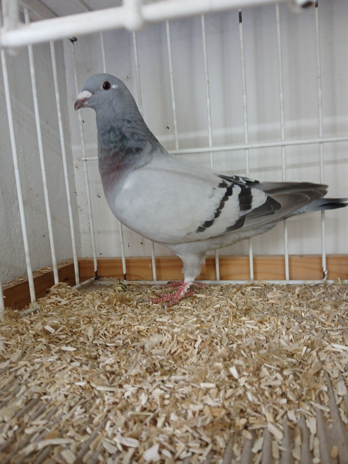 Show postduiven, Dieren en Toebehoren, Vogels | Duiven, Meerdere dieren, Postduif