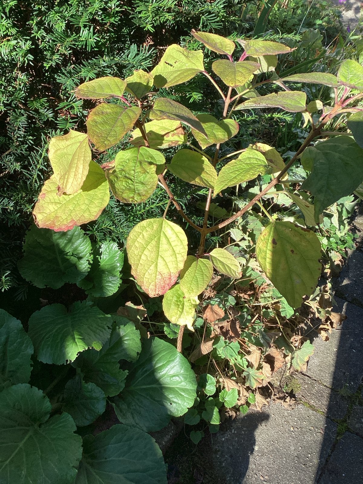 Pindakaasplant (Clerodendrum bungei) - 85 cm hoog, Volle zon, Vaste plant, Zomer, Ophalen