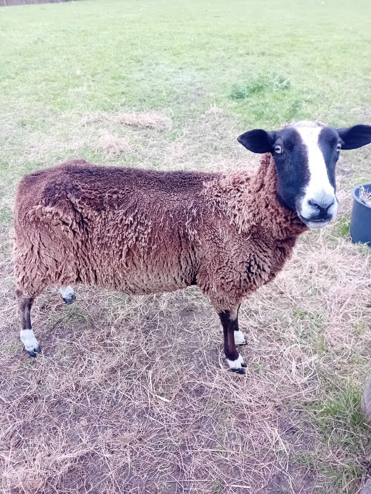 zwartbles schaap te koop, Vrouwelijk, Schaap