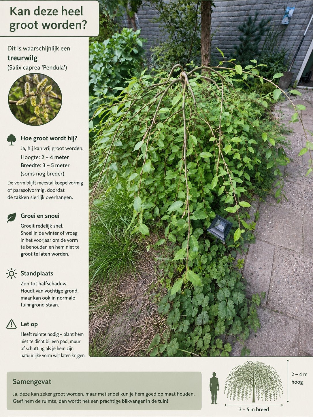 Treurwilg (Salix caprea 'Pendula') - Compacte variant, Treurboom, Lente, 100 tot 250 cm, Ophalen