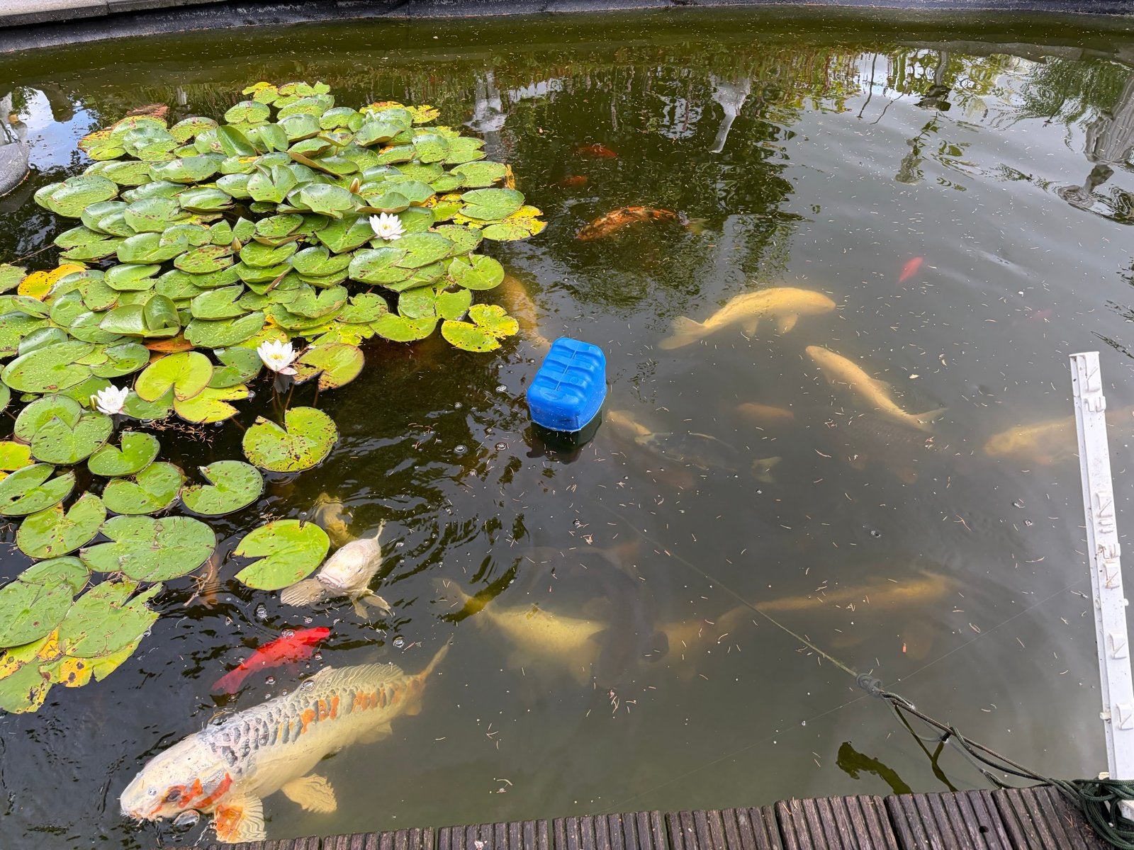 20-30 Prachtige Koi karpers, Karper of Koi