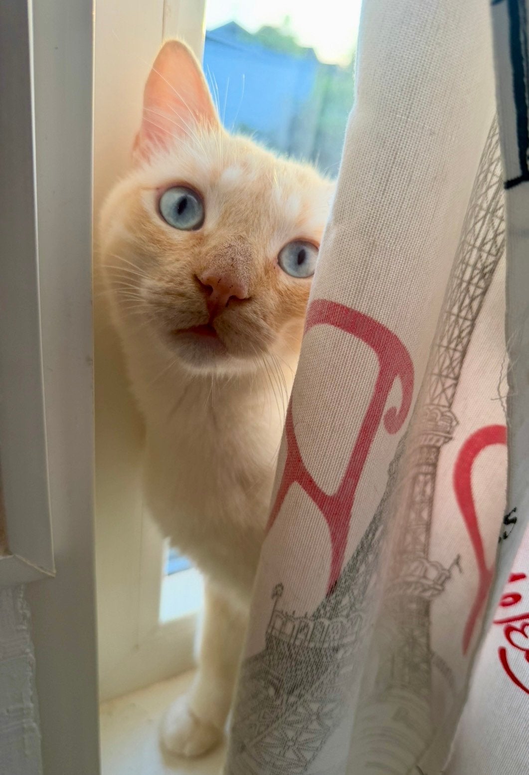 Mooie Red Point Siamees, Dieren en Toebehoren, Kater, Gechipt