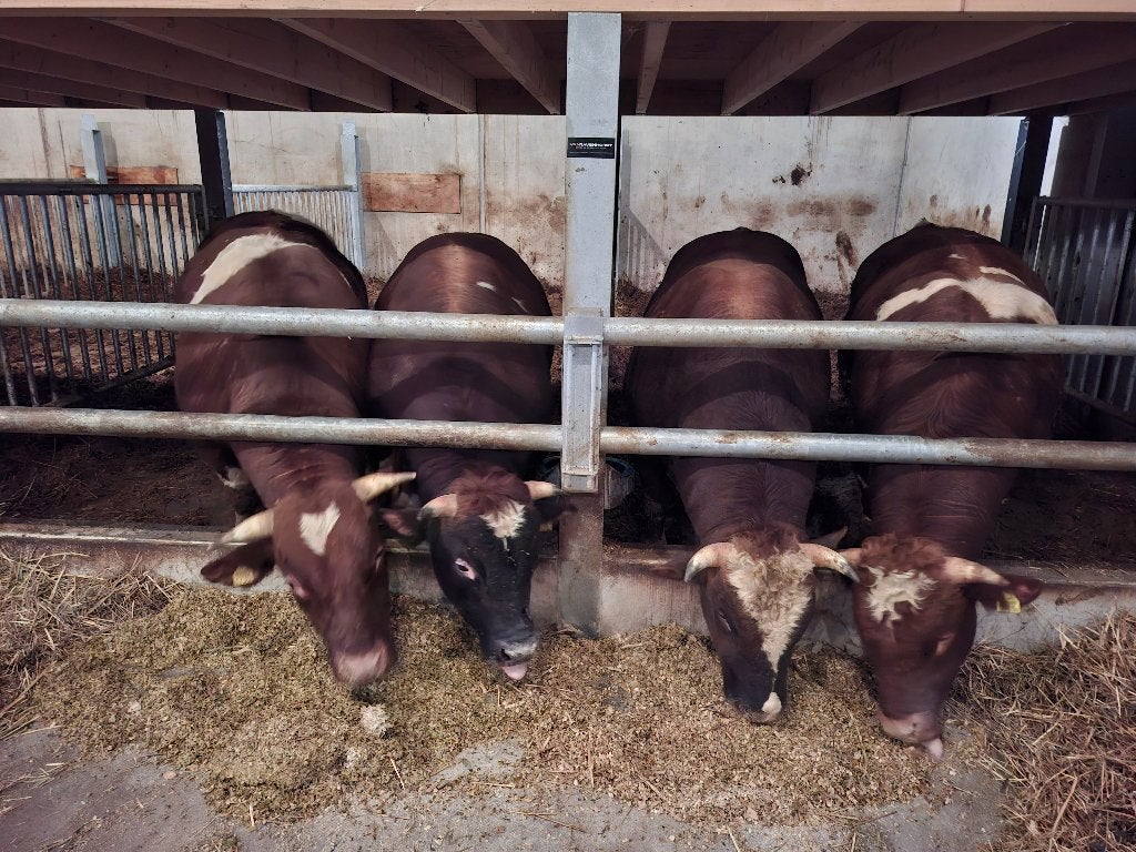 dekstier baggerbont, roodbont, brandrood lakervelder, Mannelijk, 0 tot 2 jaar