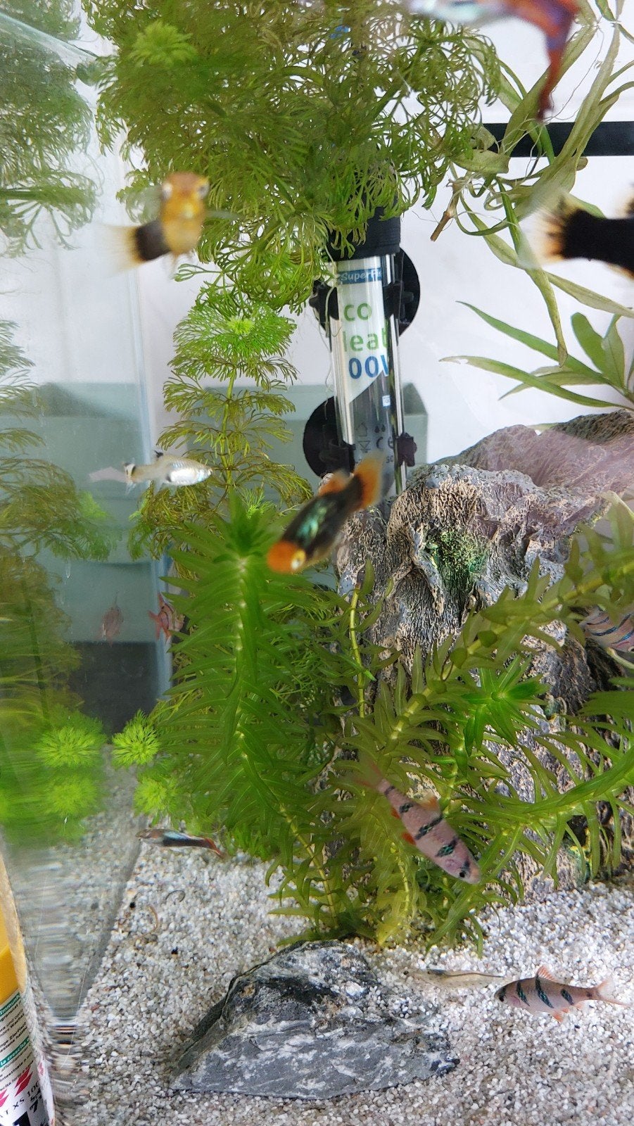 Platy's, guppen, Sumatranen, garnalen, Dieren en Toebehoren, Vissen | Aquariumvissen, Vis