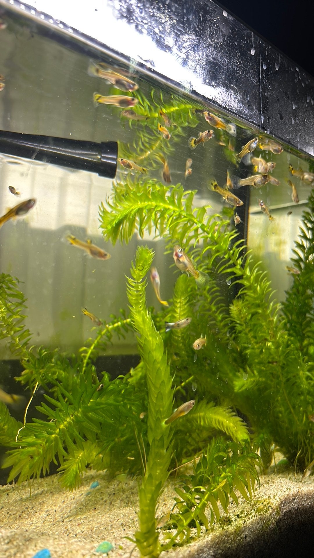 Guppy’s, Dieren en Toebehoren, Vissen | Aquariumvissen, Vis