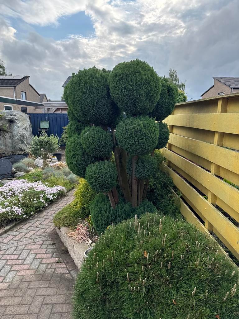 Bolvormige Taxus Baccata - Prachtig gesnoeid, Vaste plant, Bloeit niet, Halfschaduw, Ophalen