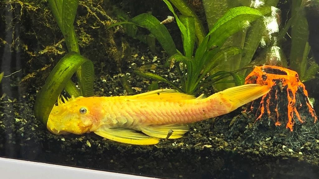 Algeneter Ancistrus Blue Eyes., Dieren en Toebehoren, Vissen | Aquariumvissen, Vis