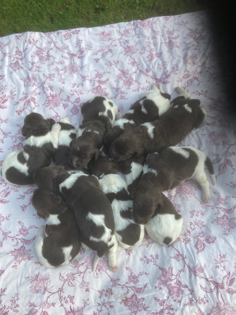 Heidewachtel pups, Dieren en Toebehoren, Overige rassen, 8 tot 15 weken, Meerdere, Meerdere dieren