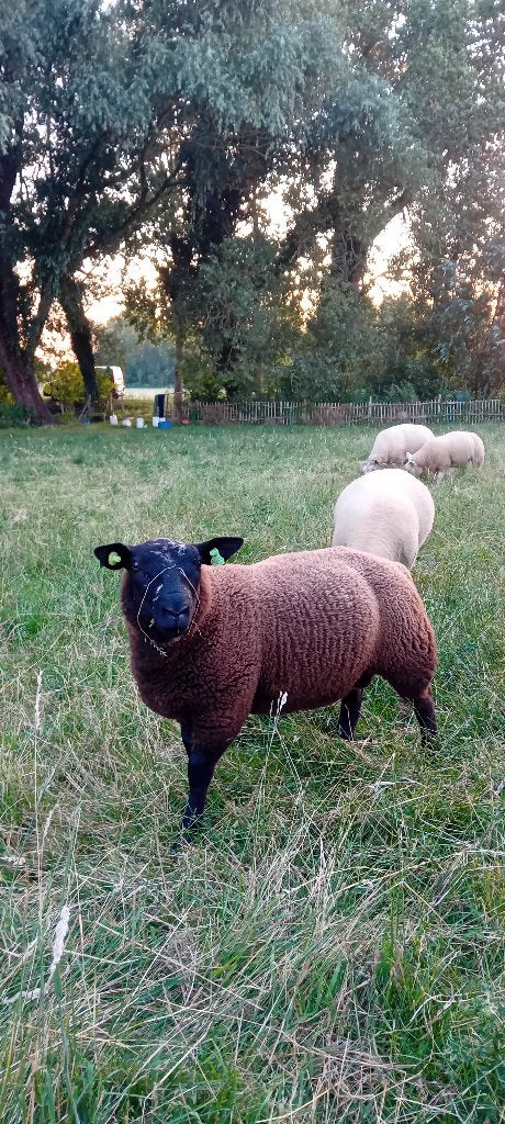 dekram, Mannelijk, Schaap, 0 tot 2 jaar