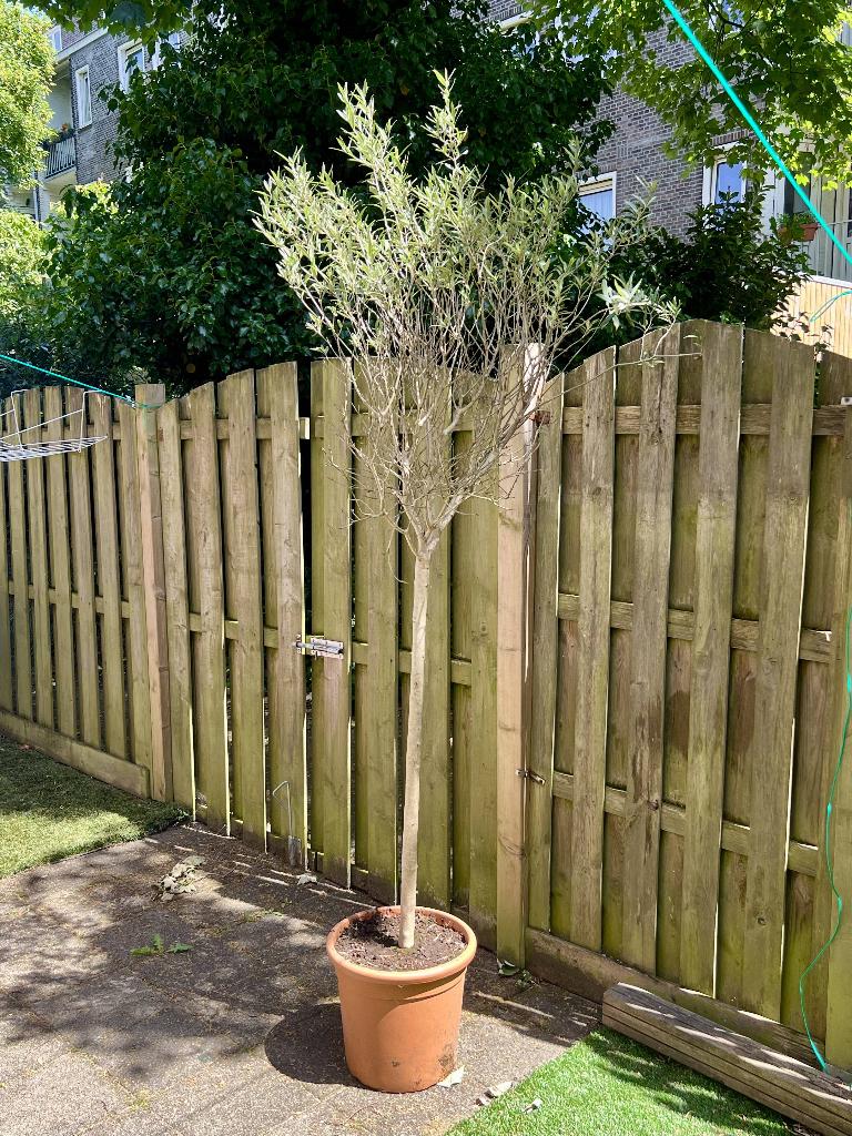Prachtige grote Olijfboom (235 cm) inclusief pot – Amsterdam, Bloeit niet, 100 tot 250 cm, Olijfboom, Ophalen
