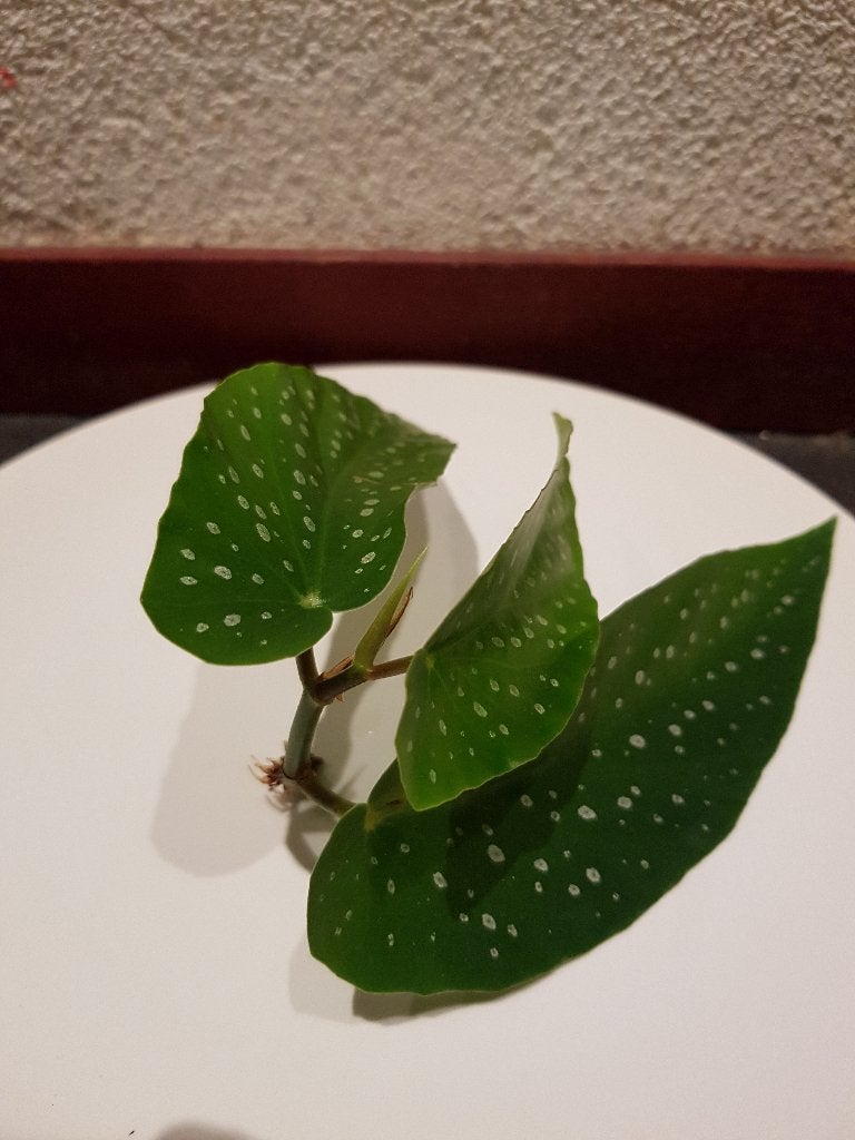 frisse bewortelde stekjes van kamerplant Tamaya (begonia), Ophalen of Verzenden, Halfschaduw, Minder dan 100 cm