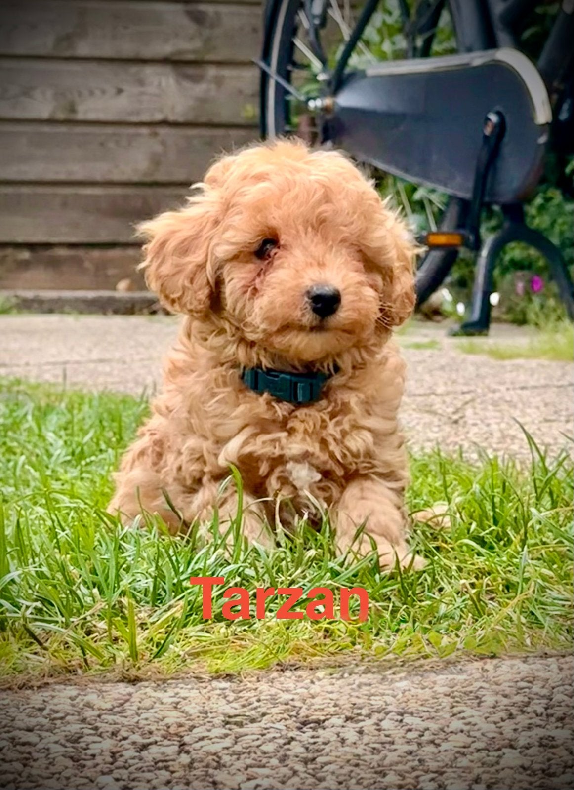 Prachtige Toy Poedel Pups! Tarzan en Mowgli mogen verhuizen!, Dieren en Toebehoren, Honden | Chihuahua's en Gezelschapshonden