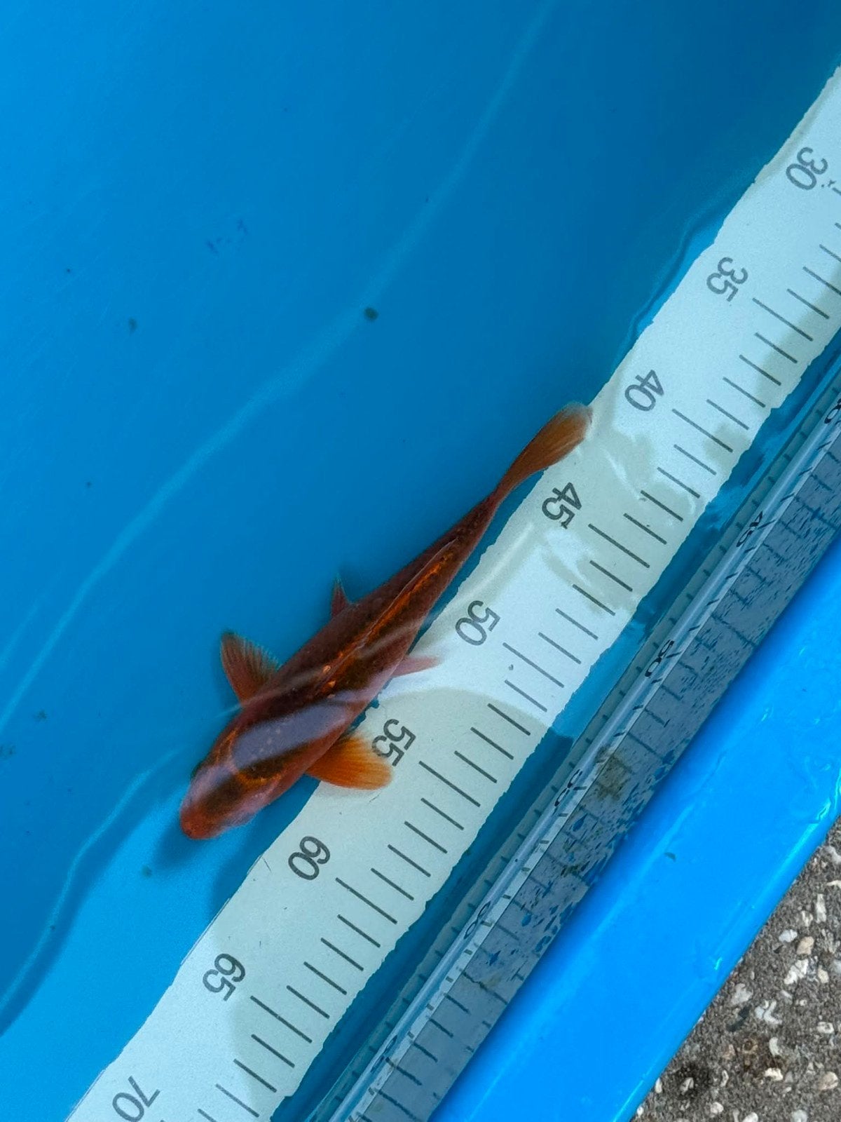 Koi, Karper of Koi